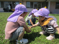 ひまわり02